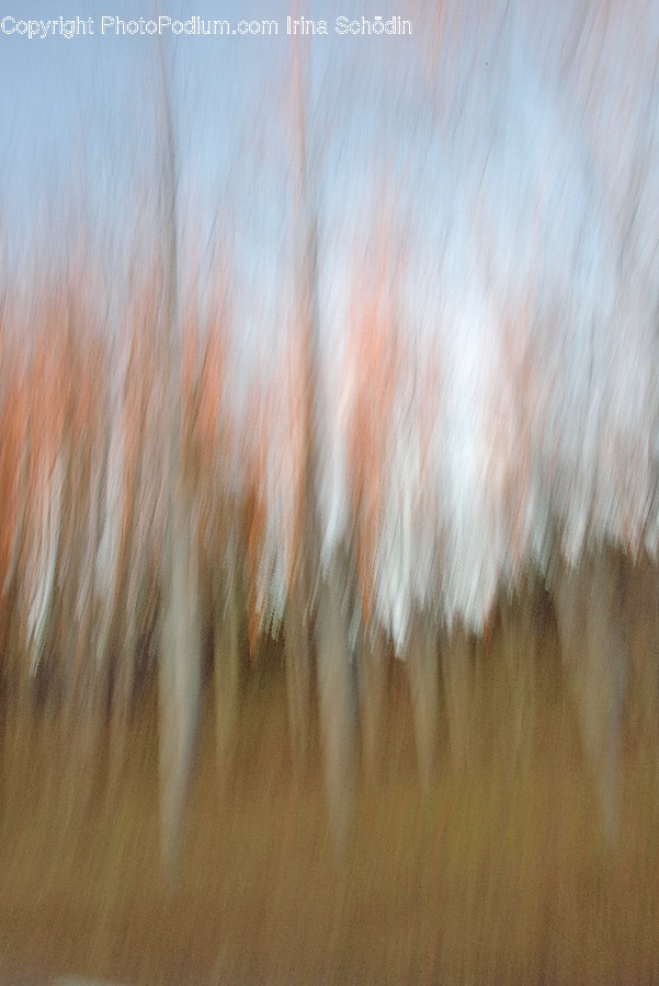 Grass, Plant, Tree, Wood, Vegetation