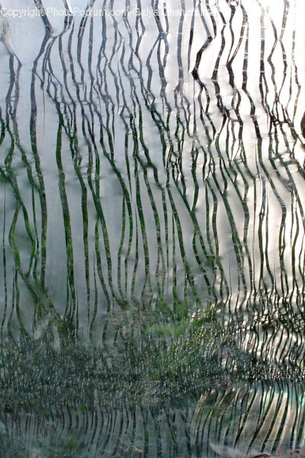 Plant, Grass, Rug, Water, Tree