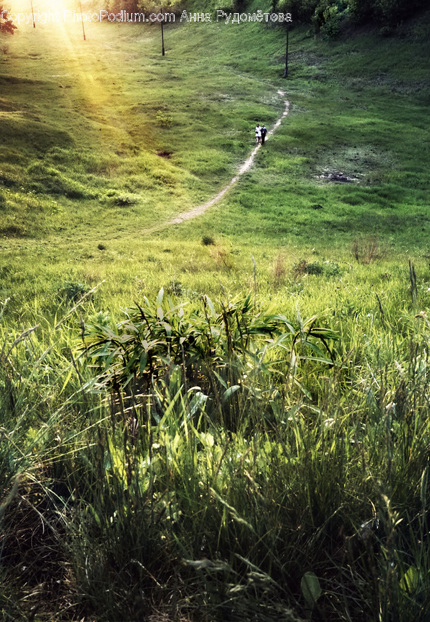 Outdoors, Nature, Wilderness, Plant, Grass