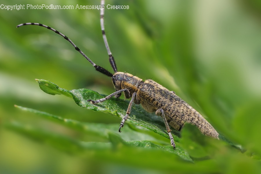 Cricket Insect, Animal, Invertebrate, Insect, Green