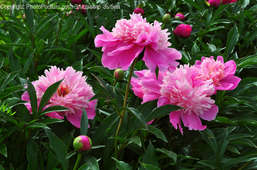 Flower, Blossom, Peony, Plant, Geranium