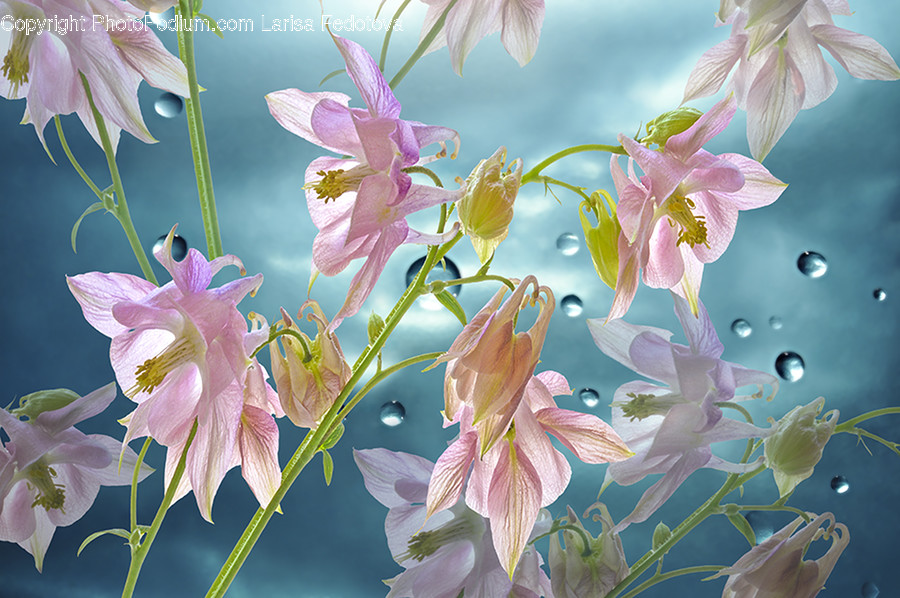 Plant, Blossom, Flower, Anther, Spring