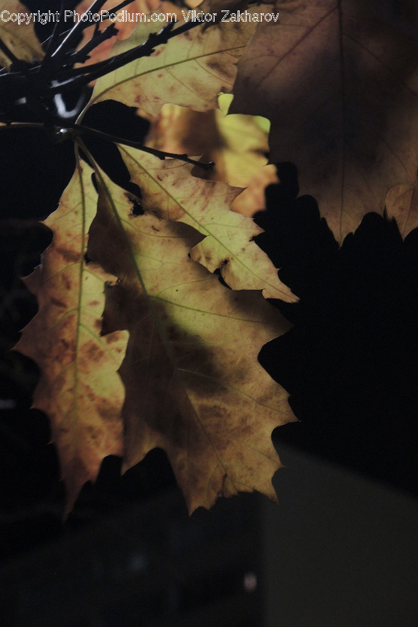 Plant, Leaf, Tree, Maple Leaf, Maple