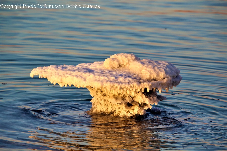 Outdoors, Water, Ice, Nature, Animal