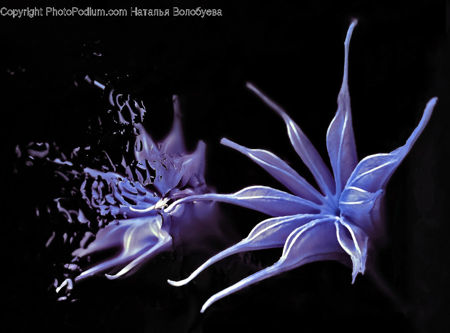 Plant, Flower, Blossom, Lily, Pond Lily