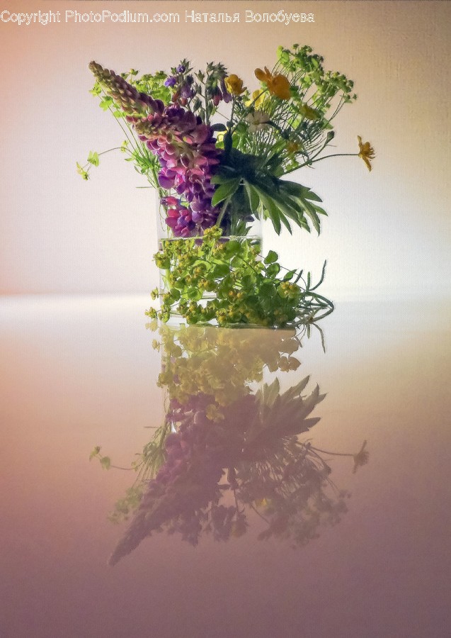 Plant, Flower, Blossom, Vase, Pottery