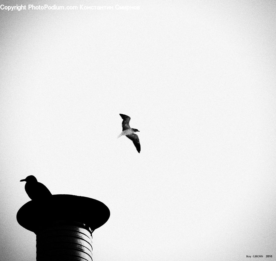 Silhouette, Bird, Blackbird, Crow, Pigeon