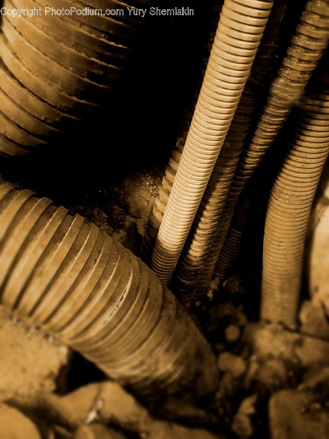 Reptile, Snake, Animal, Coil, Spiral