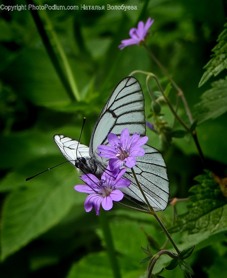 Plant, Blossom, Flower, Geranium, Animal