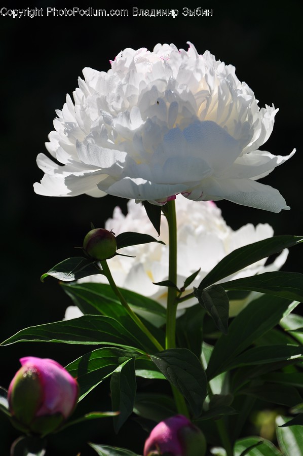 Plant, Blossom, Flower, Peony, Geranium