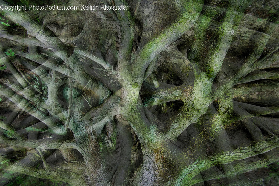 Plant, Tree, Tree Trunk, Root, Moss