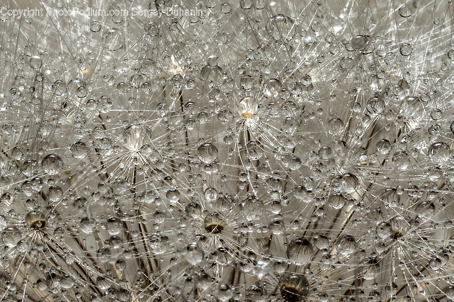 Plant, Lamp, Chandelier, Blossom, Flower