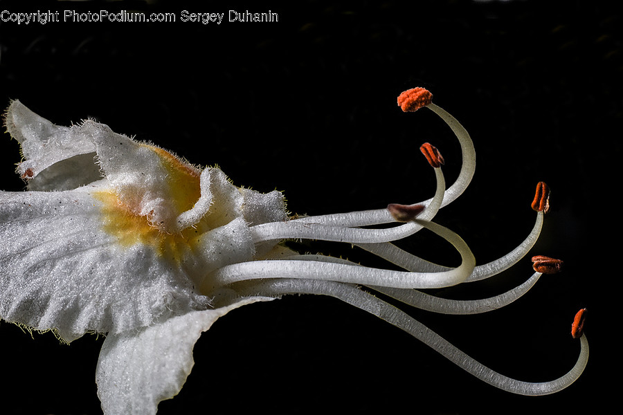 Plant, Blossom, Flower, Pollen, Snake