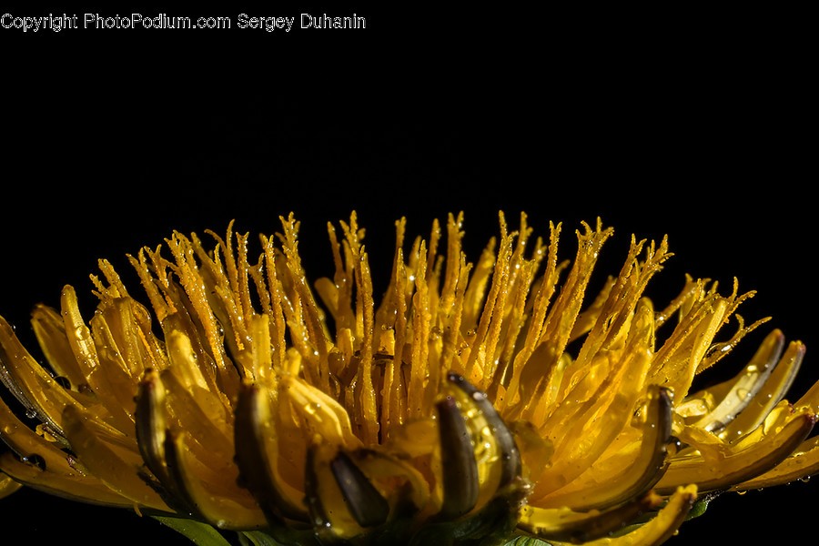 Plant, Pollen, Flower, Blossom