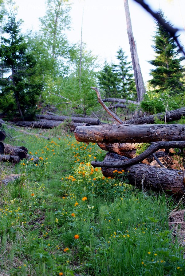 Tree, Plant, Ground, Wood, Vegetation
