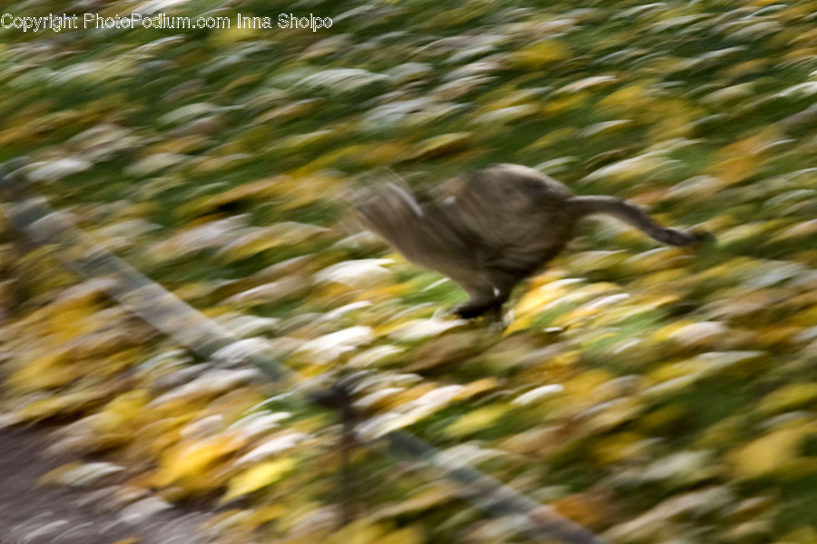 Animal, Bird, Mammal, Wildlife, Waterfowl