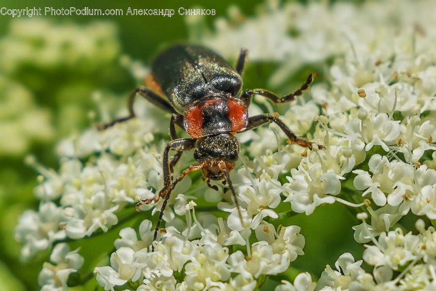 Plant, Pollen, Bee, Animal, Insect