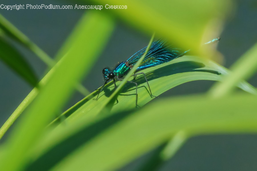 Invertebrate, Insect, Animal, Anisoptera, Dragonfly