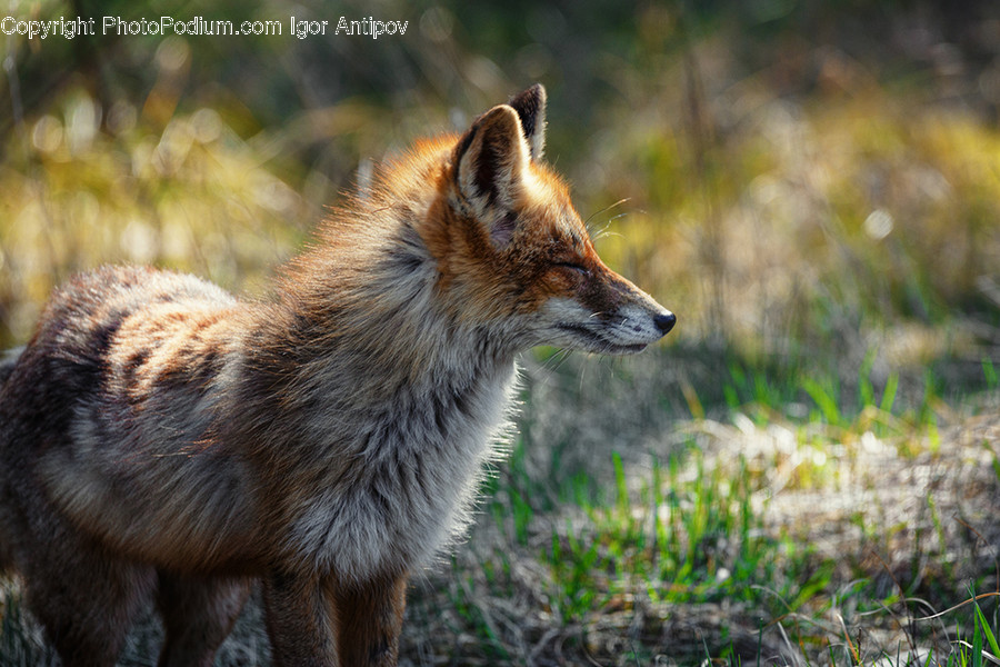 Animal, Mammal, Fox, Wildlife, Canine