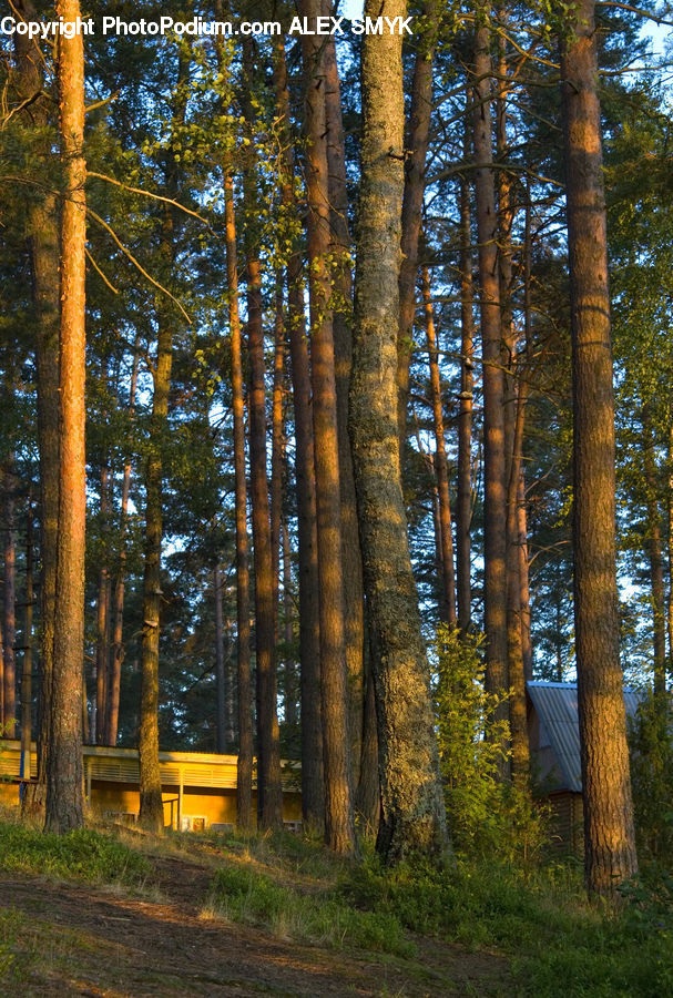 Forest, Vegetation, Conifer, Fir, Plant, Tree, Grove