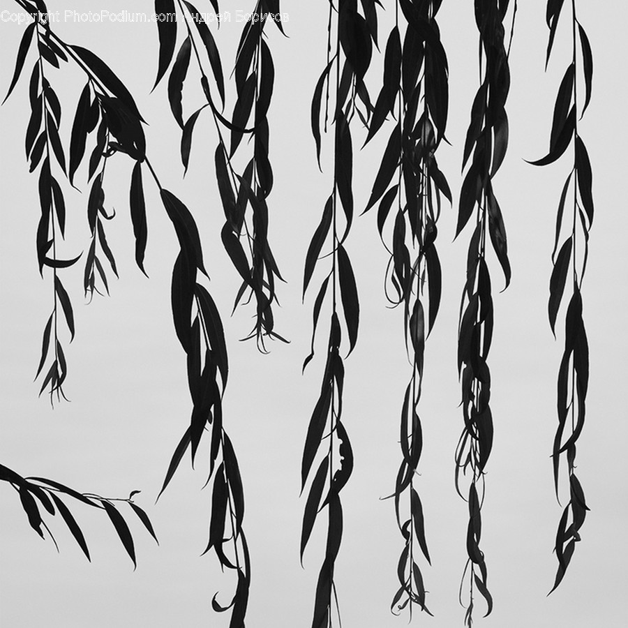 Plant, Animal, Bird, Root, Tree