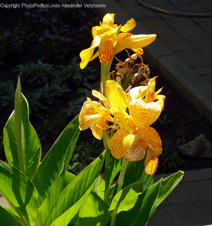Plant, Blossom, Flower, Lily, Iris