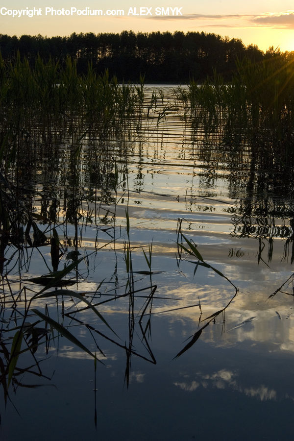 Plant, Potted Plant, Land, Marsh, Pond, Swamp, Water