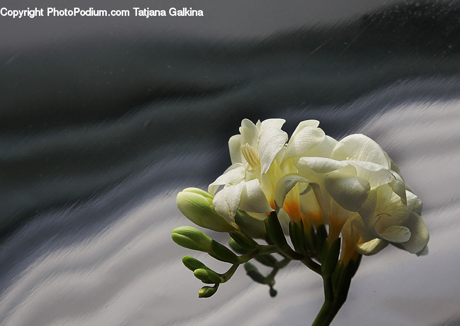 Blossom, Flower, Peony, Plant, Bud, Flora, Flower Arrangement