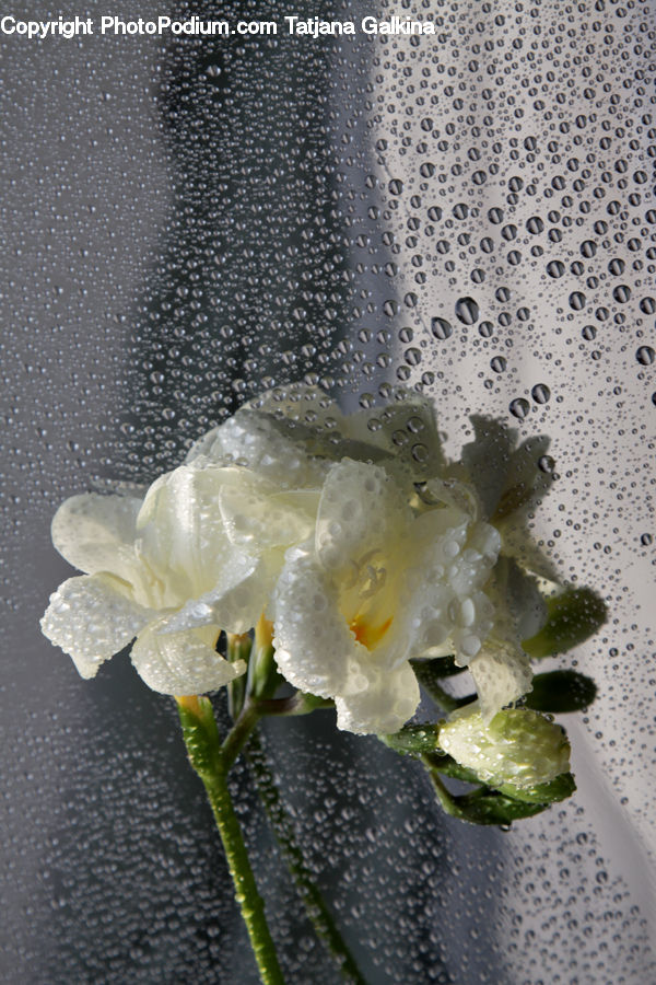 Mud, Soil, Blossom, Flora, Flower, Plant, Broccoli