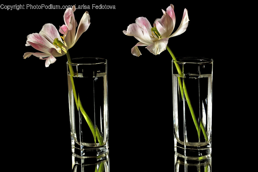Jar, Pottery, Vase, Glass, Plant