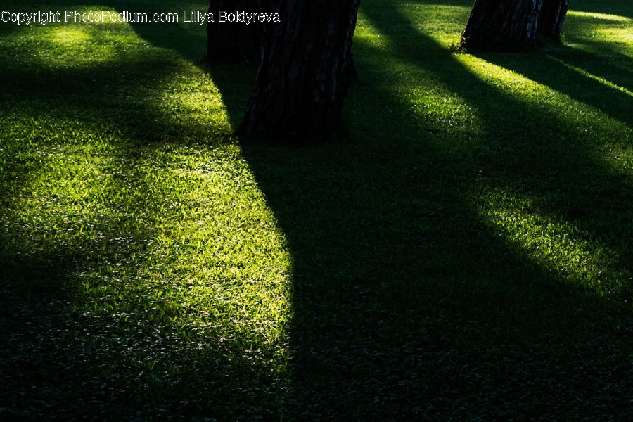 Grass, Plant, Tree, Tree Trunk, Light