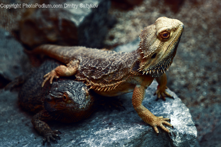Reptile, Animal, Lizard, Iguana, Gecko