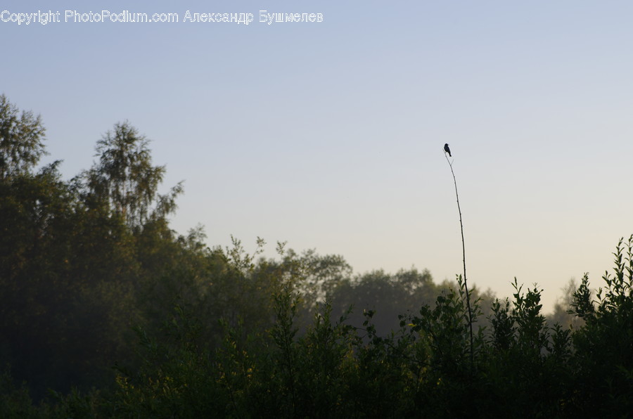 Animal, Bird, Nature, Light, Flare