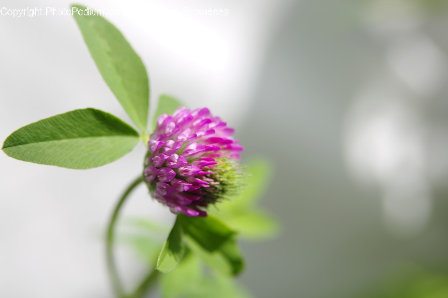 Plant, Flower, Blossom, Sprout, Bud