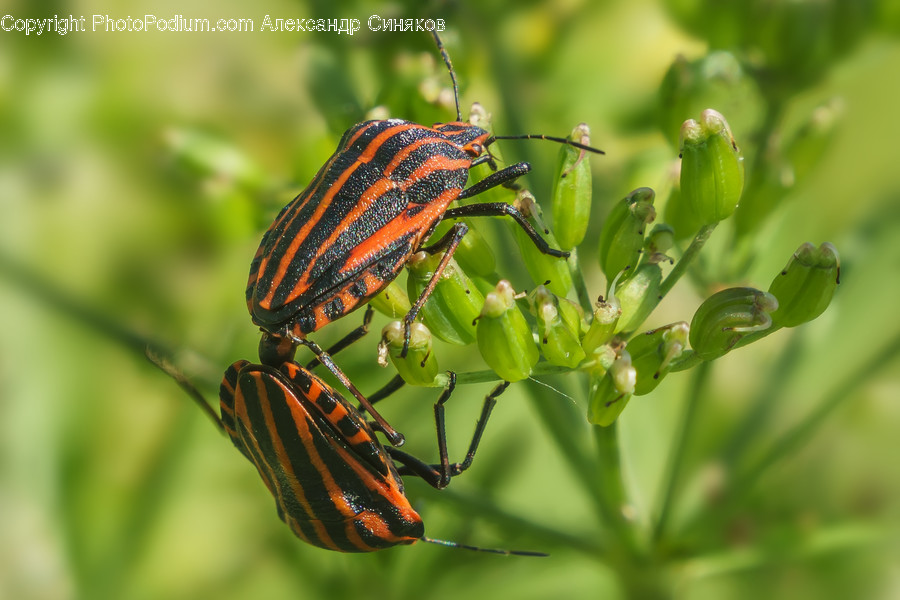 Invertebrate, Insect, Animal, Butterfly, Monarch