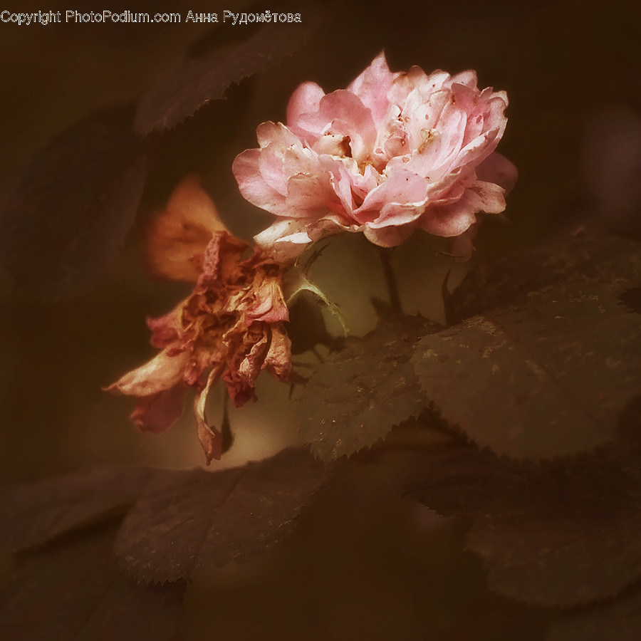 Plant, Flower, Blossom, Geranium, Cherry Blossom