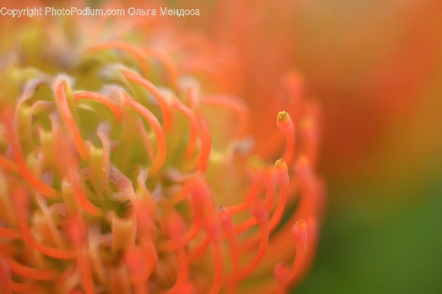 Pollen, Plant, Flower, Blossom
