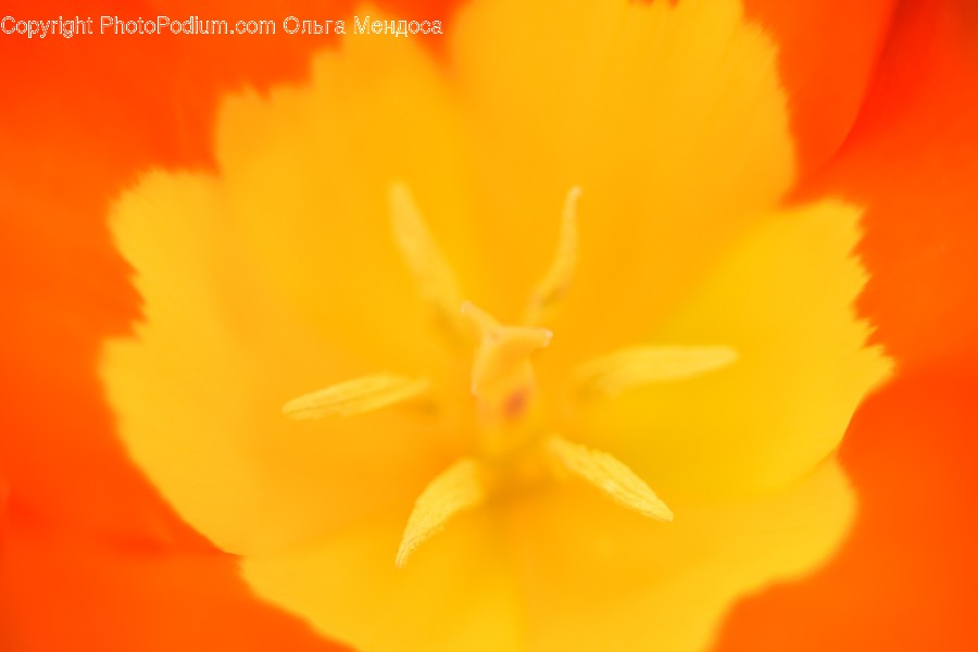 Plant, Pollen, Blossom, Flower, Geranium