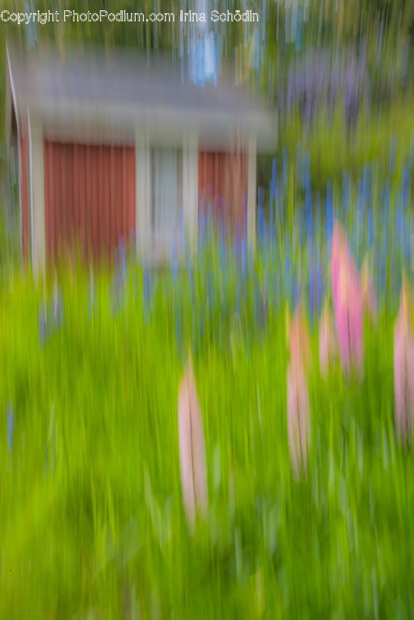 Grass, Plant, Green, Blossom, Flower