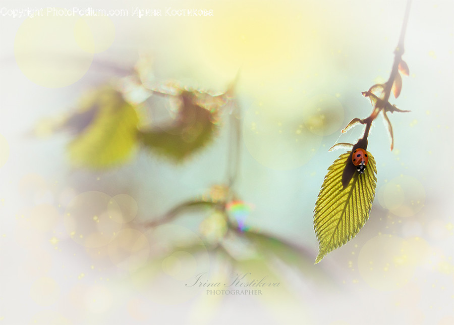Plant, Leaf, Flare, Light, Pollen