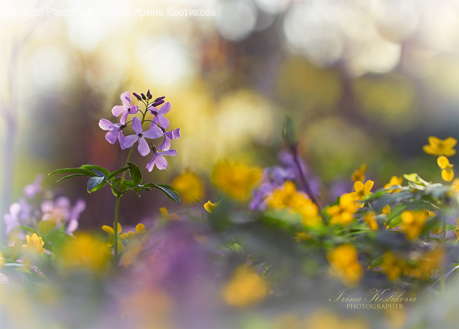Plant, Blossom, Flower, Geranium, Petal