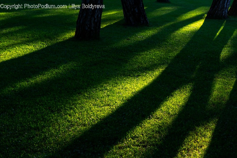 Plant, Grass, Lawn, Tree, Tree Trunk