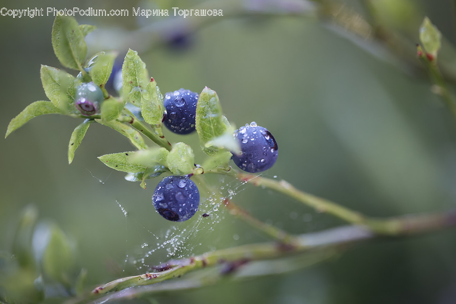 Plant, Food, Blueberry, Fruit, Invertebrate