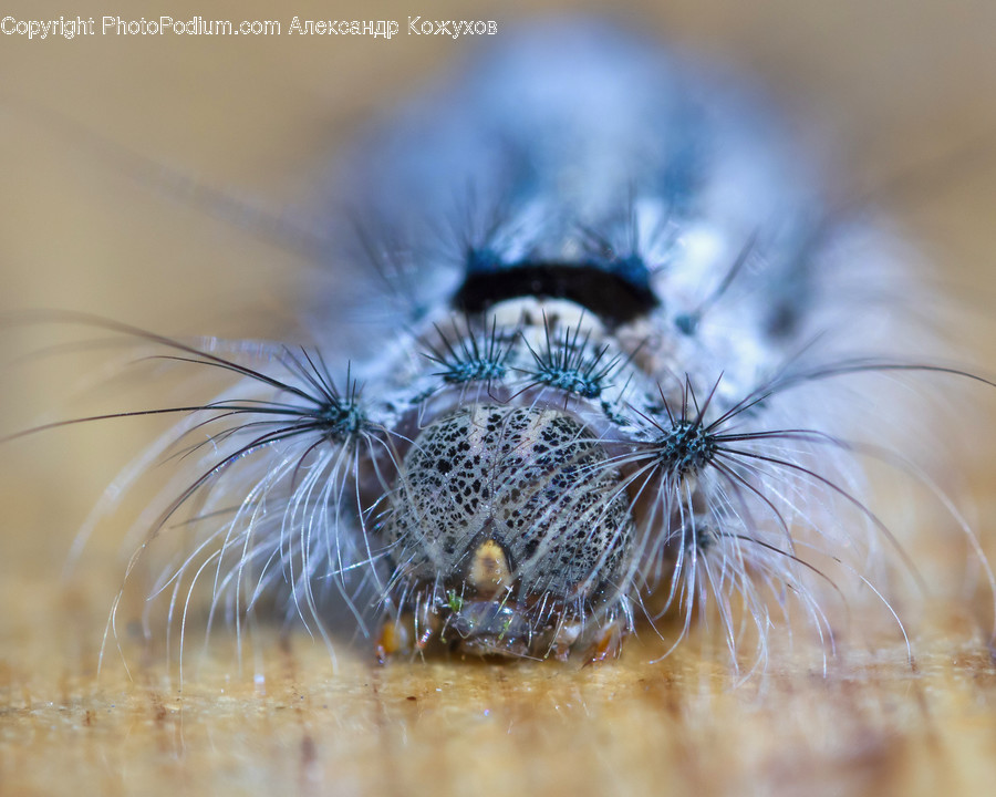 Invertebrate, Animal, Spider, Arachnid, Plant