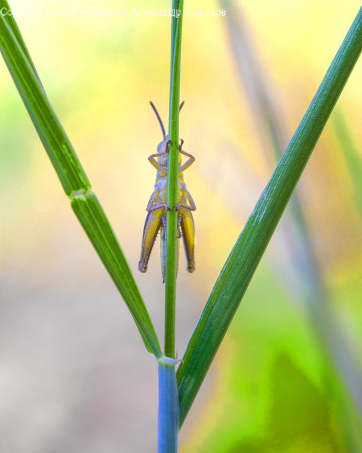 Insect, Invertebrate, Animal, Cricket Insect, Grasshopper