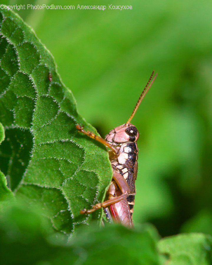 Animal, Insect, Invertebrate, Cricket Insect, Grasshoper
