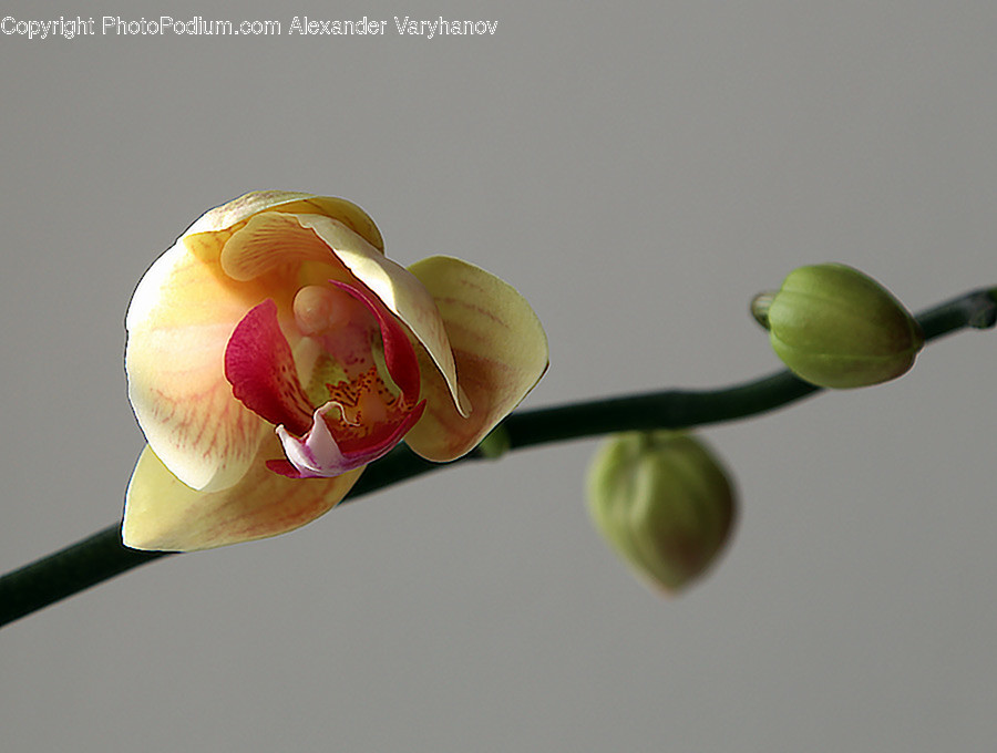 Plant, Flower, Blossom, Orchid, Petal