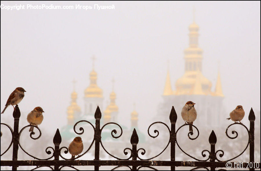 People, Person, Human, Bird, Sparrow, Railing, Wren