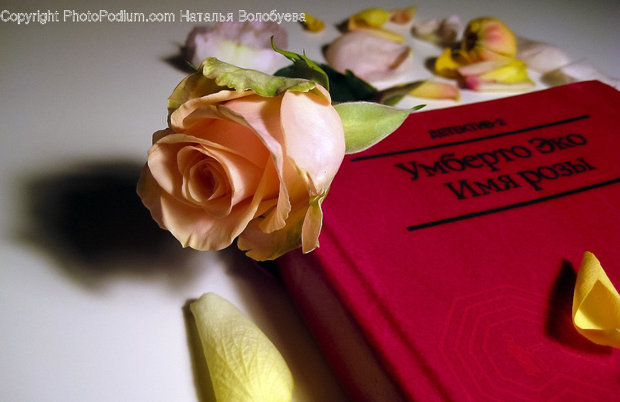 Plant, Flower, Blossom, Rose, Petal