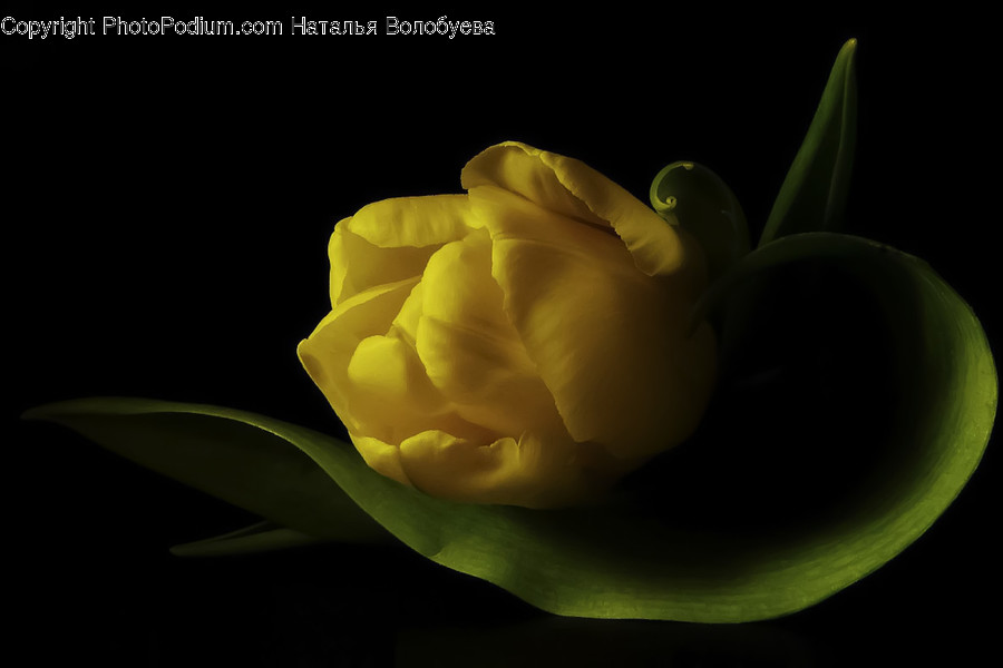 Plant, Flower, Blossom, Rose, Tulip